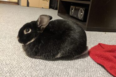 Auld man loaf. This is Edgar, he's almost 9 and he's my most handsome boy. Best bunny I've ever had the pleasure of living wit.