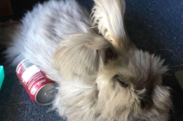 Big friendly hopnoodle