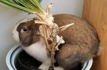 Our New Plant - Lilly
