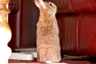 Weasley scoping the couch…