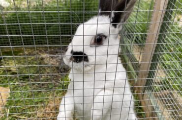 My sophisticated English Spot gentleman, Loki! He always stands like this when I feed him dandelions 🥰