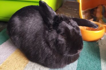 My girl Bellis having a loaf