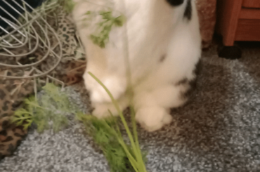 When your carrot is so long you need to do a stand to get then end