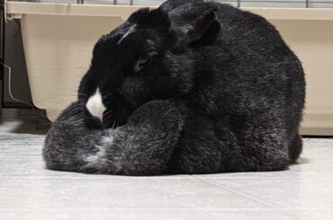 Her Royal Majesty Camille