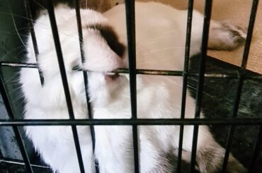The metal fence is the perfect place to rest your head and chin