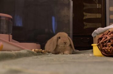 A perspective angle of a baby loaf of bread