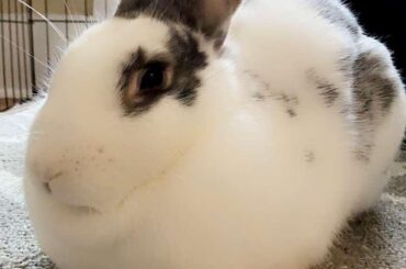 My bun Harriet Thumpman