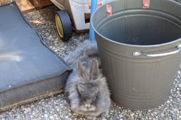 He could lay on the large and comfy pillow but chooses to cuddle with the trash can