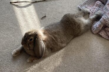 Here she is stretched out in the sun