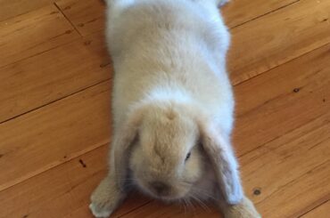 Noodle after the rolling process