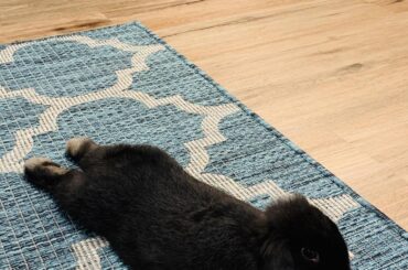 My little lop noodle