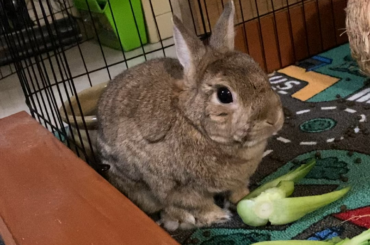 Just some wholesome bok choy munching loaf