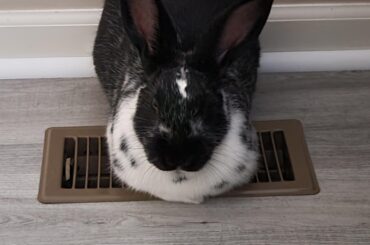 Loaf on a cooling rack