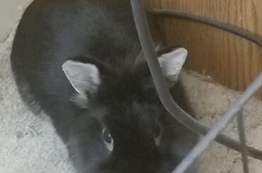 i, 5 month old f rabbit, like to squeeze behind fenced off wires just to lay in them.