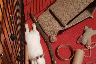 Splootnoodle ready for takeoff