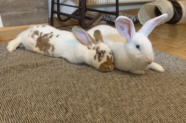 Hopnoodle and Rabbioli