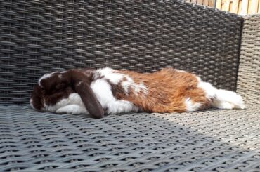 10y/o living the good life, working on his partial tan