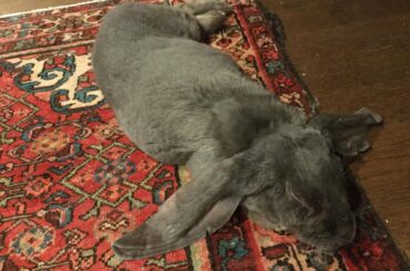 Multidirectional noodle