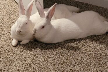 Resting after binkying around the house:)