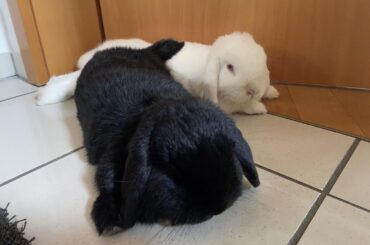 A nice footrest…