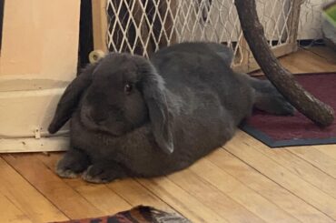 He gets more loaf-like with each passing day