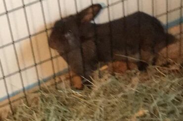 Billy got where he wanted in life by hard work, determination, refusing to accept fences put up for his own protection and always expecting to be rescued if he got himself into too much trouble