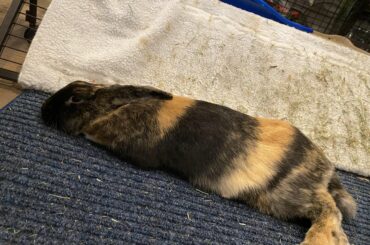 This was right after Essie flopped while I was petting her :)