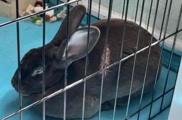 I peed on mommas bed and she locked me in my pen. 😤