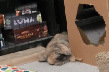 Got tired of trying to rescue the board games