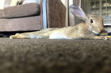 My hop noodle thermometer is telling me its hot 🔥