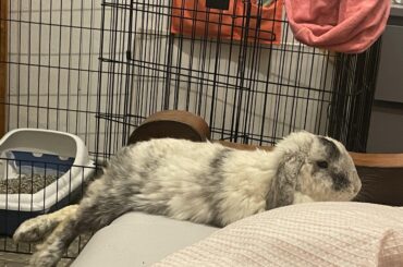 Legs in the air. My baby boy comfy at home after 4 nights of hospitalization for GI stasis. Such scary days, I feel like I’m finally able to breathe again