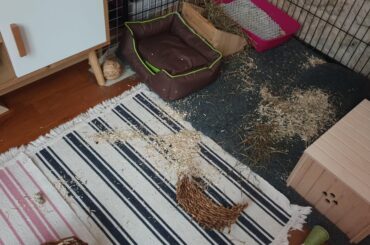 We overslept this morning so she didn't get her veggies at the usual time. Made us pay by spreading her fresh litter all over the living room floor (litter box was put back in place before taking the pic). She had no remorse. Only vengeance in her eyes haha