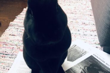 “I approve of your 2021 projects, human.”