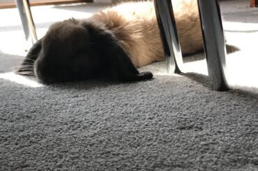 Baby Link being the longest noodle he could be