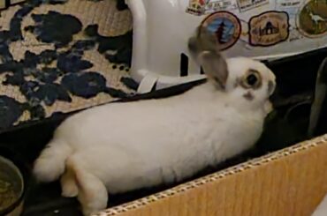 Might be a little undercooked to he a loaf