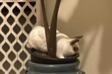 bunny decides to get stuck in multiple places