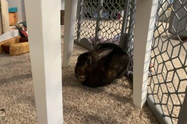 Who put this bread under the chair?!?