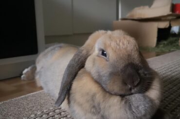 There is she, my noodle