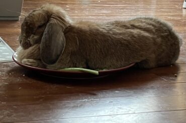 on her plate lying on a kale stalk