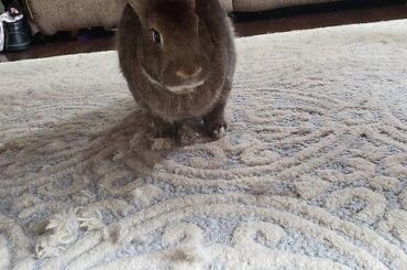 No shame, just destruction