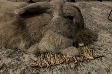 Could be lying on soft carpet. This hay mat with its straw everywhere looks chill