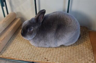 Loaf mode activated!