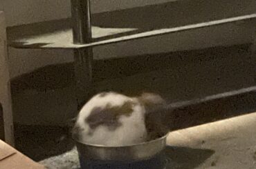 My rabbit jumped into his half full bowl and just sat there for a minute…