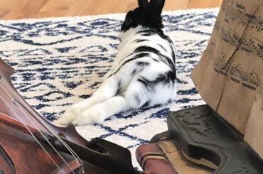 My milkshake brings all the buns to the yard