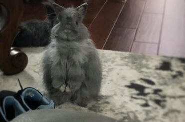 I thought you guys might want to meet my treat-begging baby Bubba.