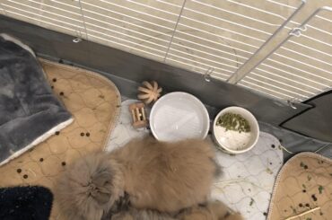 Two lion heads loafing in their embarrassingly messy cage