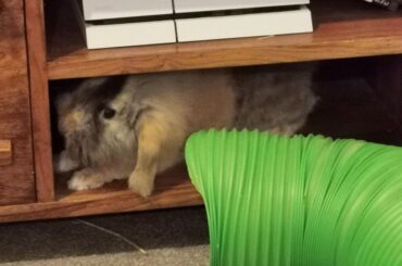 bunny in a cubby