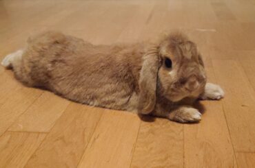 My 7.5yrs old lazy bunny