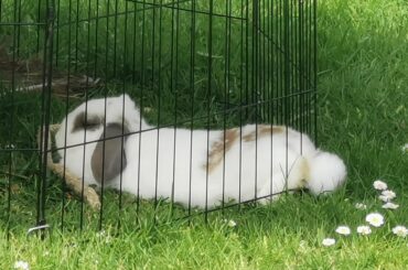 a noodle with her tail and half of her leg sticking out of the playpen :/
