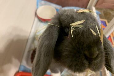 It wasn’t me, there’s nothing to see here…How about some lovin since you’re here🐰❤️